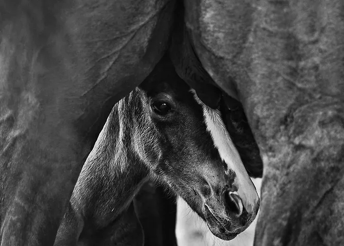 Agriturismo Croara Vecchia Gazzola Di Rivalta